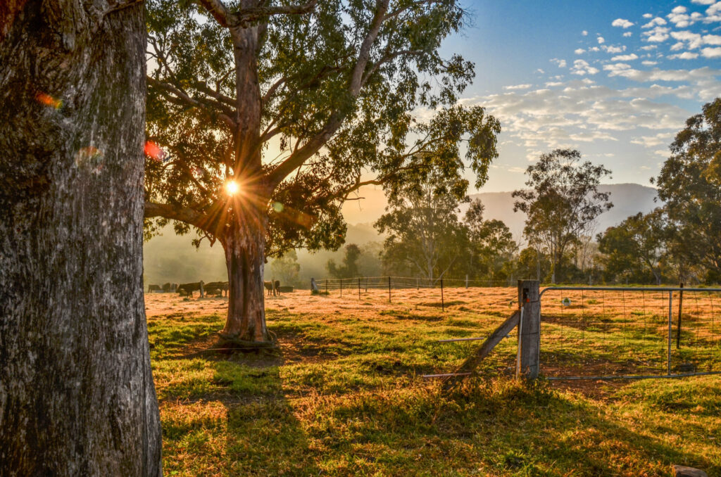 Morisset property
